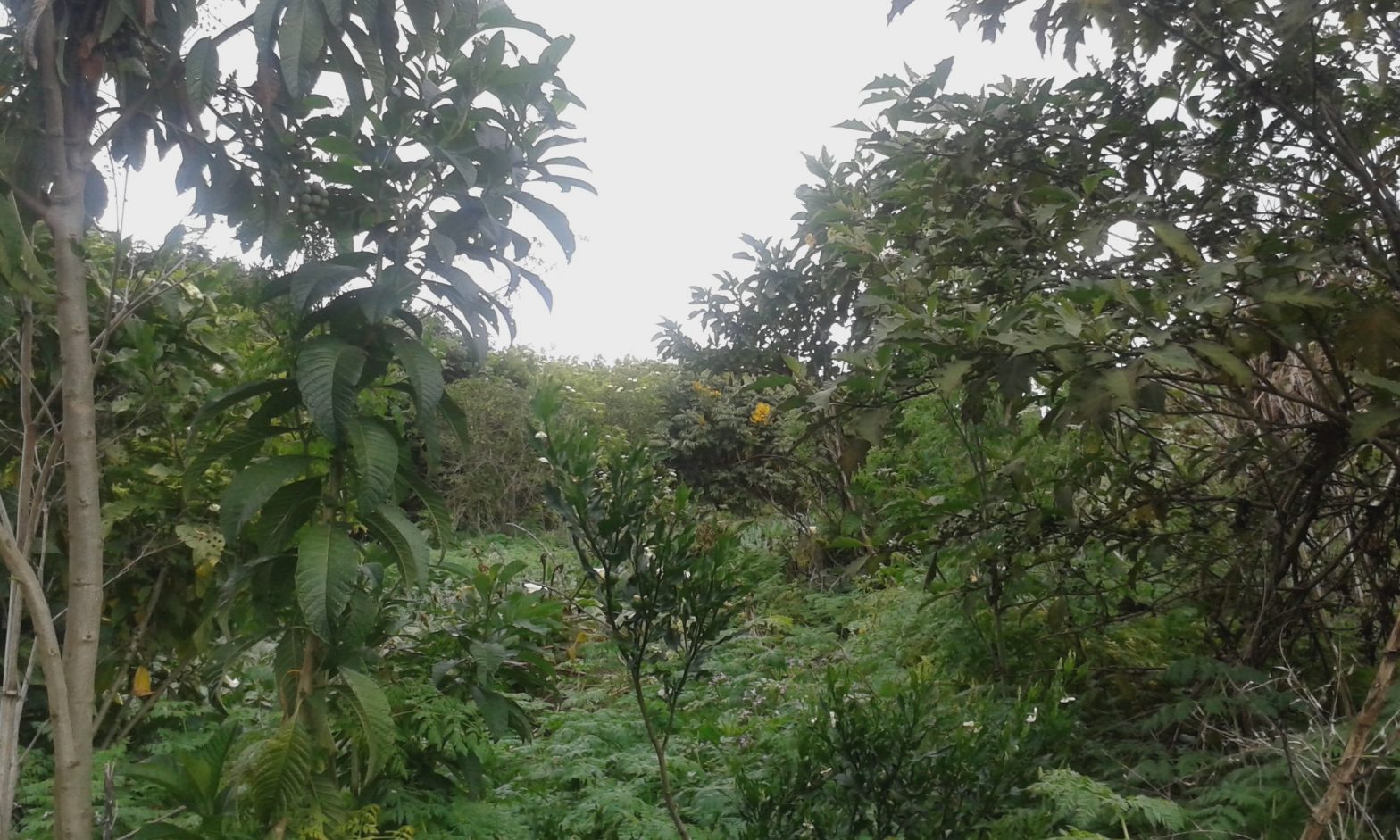 Colombia: los parques como sujetos de derechos