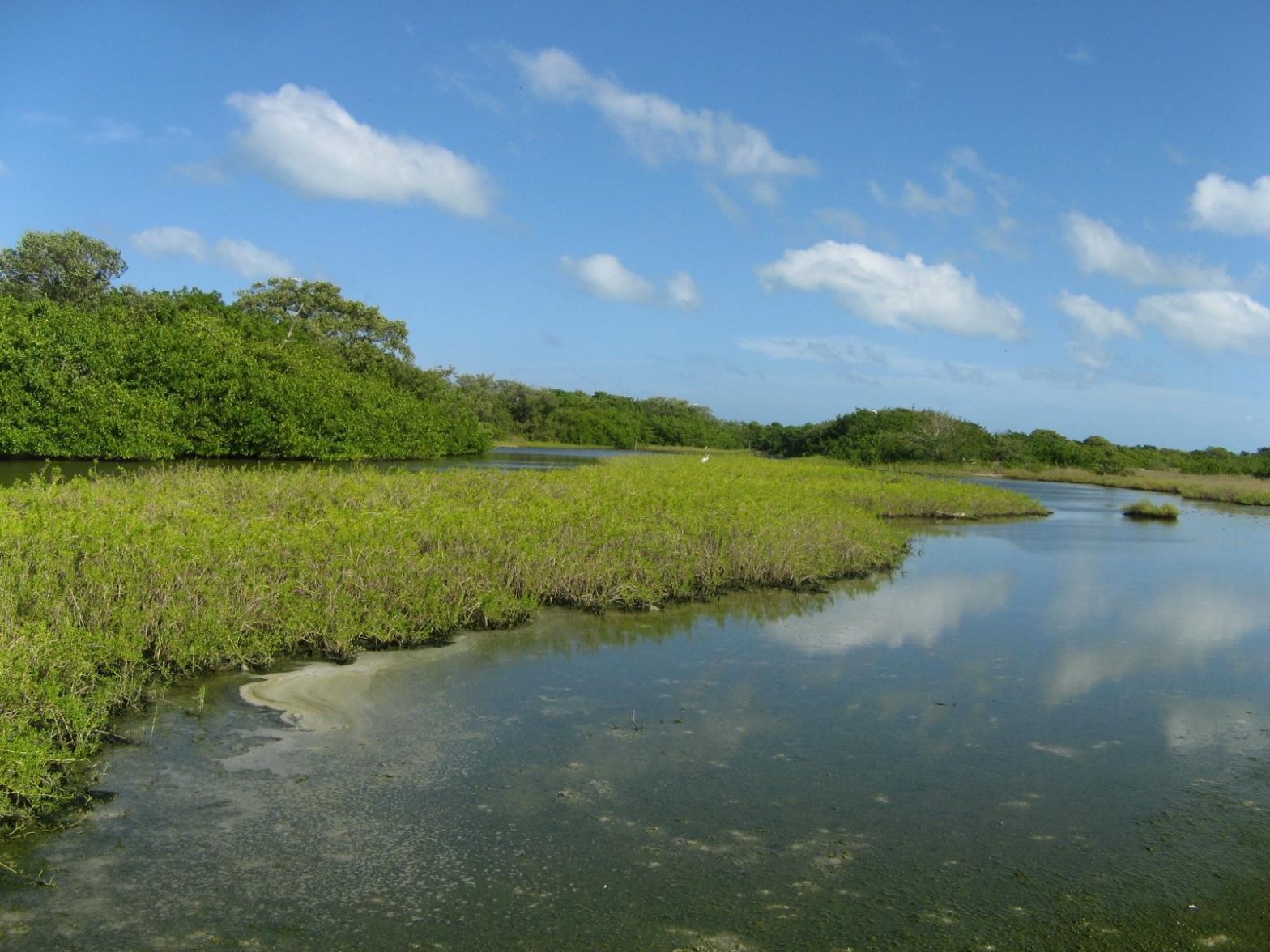 Humedales, río Paraná, Nordelta y los carpinchos